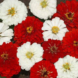 Stop Sign, Zinnia Seeds